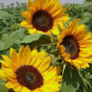 Meet your Posher, Ellen